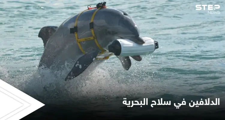 تجنيد الدلافين في سلاح البحرية.. من أغرب المشاريع السرية في أمريكا: أخبار