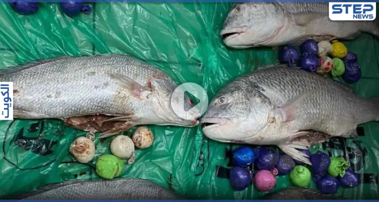 الكويت تعثر على مخدرات محشوة في شحنة أسماك قادمة من إيران (فيديو): أخبار