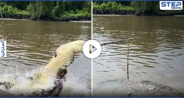 بالفيديو|| في أستراليا.. تمساح ضخم جائع يروّع سياحاً ويلتهم آخر أمامهم: أخبار