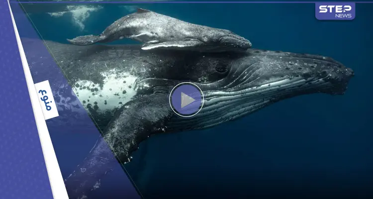 بالفيديو|| من أغرب مشاهد الحوت الأحدب.. يغير مسار ابنه بعيداً عن الغواص وردة فعل الصغير: أخبار