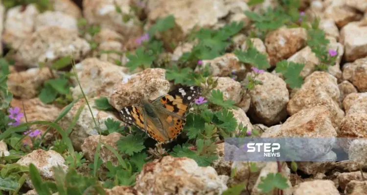 موجز أخبار الوضع السوري ليوم الجمعة 05-04-2019: أخبار
