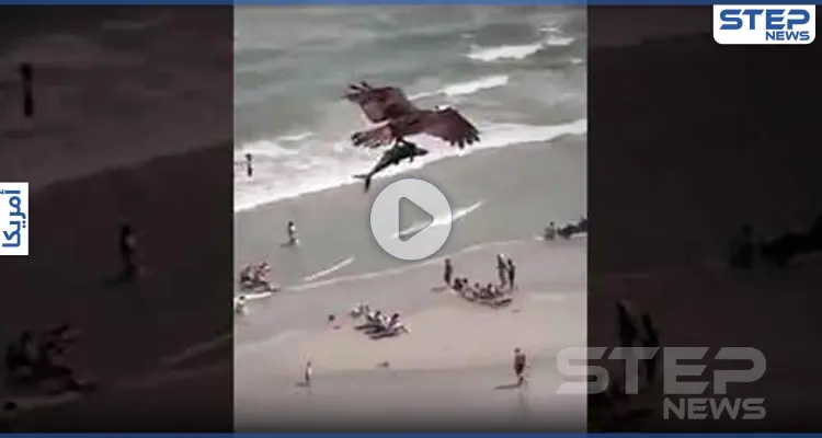 بالفيديو|| طائر جارح يصطاد سمكة قرش كبيرة.. ويحلق طائرا بها في السماء: أخبار