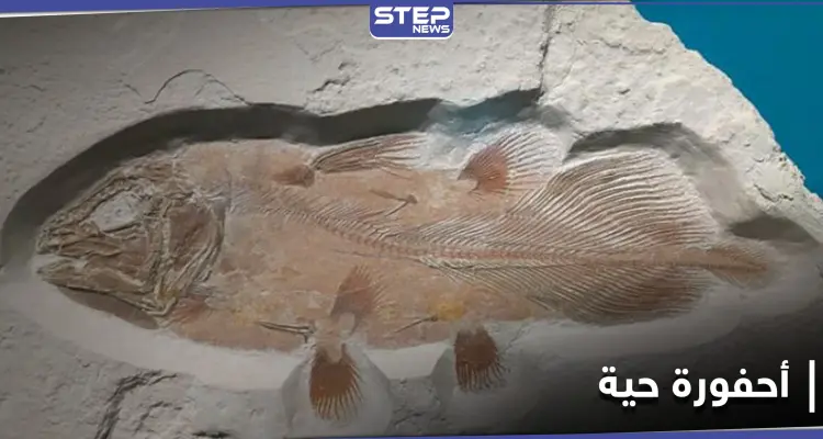 دراسة علمية تكشف عن أحفورة حية تعود لعصر الديناصورات قادمة من المغرب العربي: أخبار
