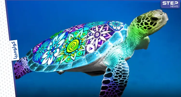 بالفيديو|| إطلاق مجموعة من السلاحف في بحر كولومبيا والكشف عن سبب التهام الأهالي لهذه الحيوانات: أخبار