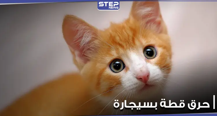 بالفيديو|| شاب يقوم بحرق قط بسيجارته وهو يضحك وآخر يركله بقدمه.. وأصوات تنادي بمحاسبتهما: أخبار