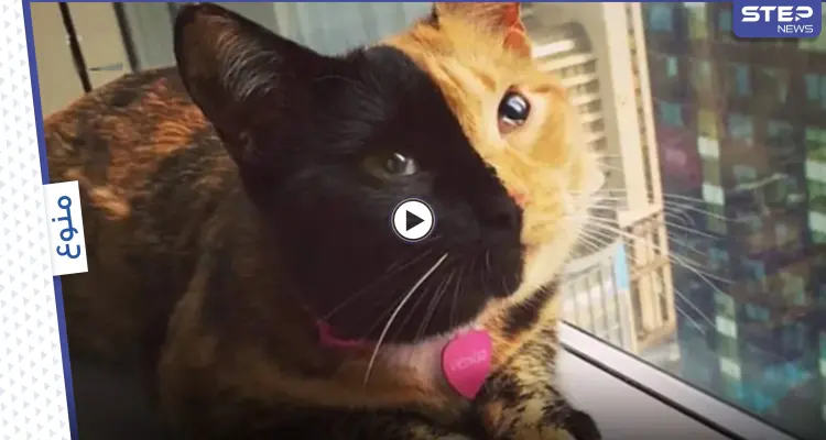 قطة ذات وجهين تخطف قلوب رواد مواقع التواصل الاجتماعي وتحصد ملايين المشاهدات.. وعلماء يوضحون (فيديو): أخبار