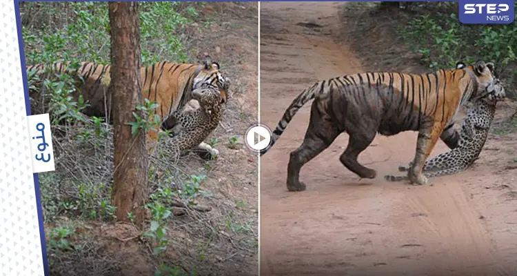لحظة غير عادية نمرة غاضبة تهاجم نمراً في محمية شمال الهند وكاميرا توثق الحدث (فيديو): أخبار