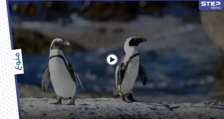 شاهد|| النحل يقتل أكثر من 63 طائر من طيور البطريق المهددة بالانقراض في جنوب إفريقيا: أخبار