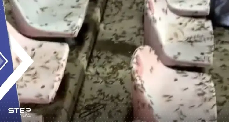 بعد انتشاره في مكة المكرمة.. بيان سعودي حول مخاطر الجراد النطاط على الإنسان والنبات: أخبار