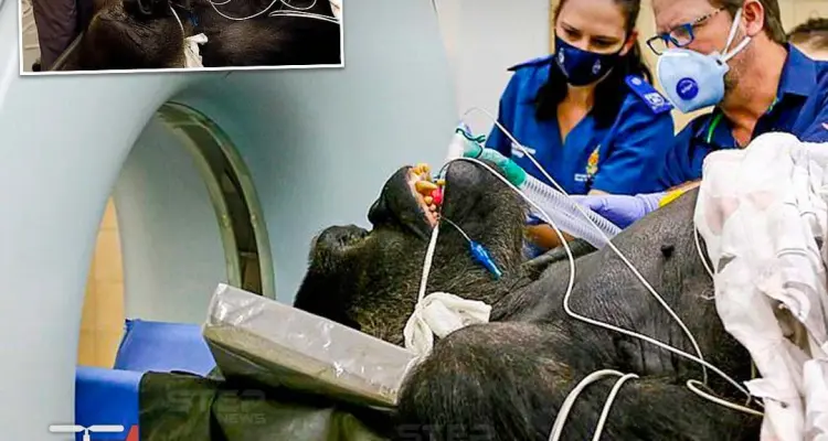 نقل غوريلا من حديقة حيوانات بطائرة هوليكوبتر بعد اكتشاف إصابته بورم حميد في أنفه: أخبار