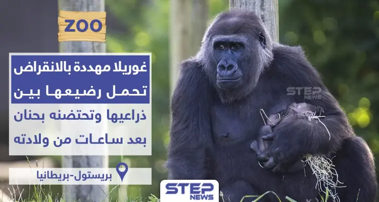 غوريلا مُهدّدة بالانقراض تحتضن رضيعها بين يديها بحنان بعد ساعات من ولادته: أخبار