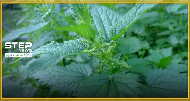 القراص نبات بري يعالج العديد من الأمراض .. ويقوي جهاز المناعة: أخبار