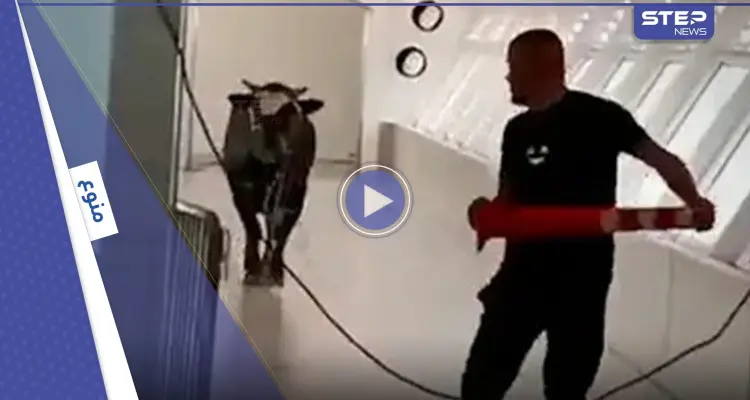 بالفيديو|| ثور يسطو على بنك إسرائيلي.. لقطات توثق نصف ساعة من الرعب: أخبار