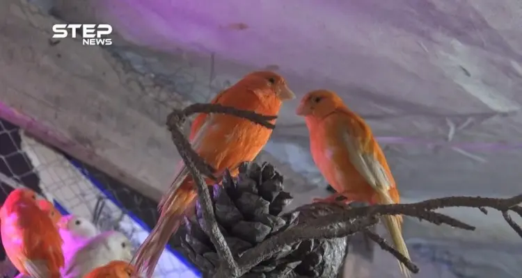 أبو يزن يعيش بين الدنور والكنار ليعيل أسرته في مخيم خربة الجوز: أخبار