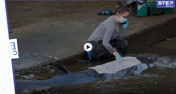 بالفيديو|| حوت تائه يعلق في نهر التايمز البريطاني لعدة ساعات.. وعمل متواصل لإنقاذه: أخبار