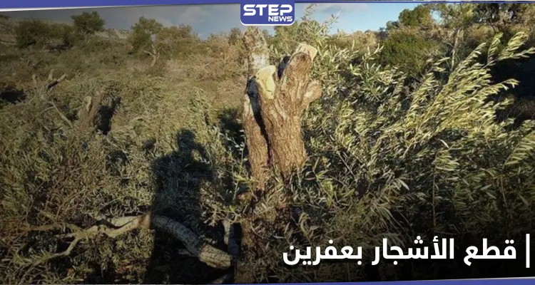 للتدفئة والتجارة.. أشجار الزيتون بعفرين تقطعها فصائل من "الجيش الوطني": أخبار