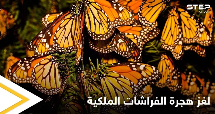 لغز هجرة الفراشات الملكية الذي حير العلماء ودورة حياتها الغريبة: أخبار