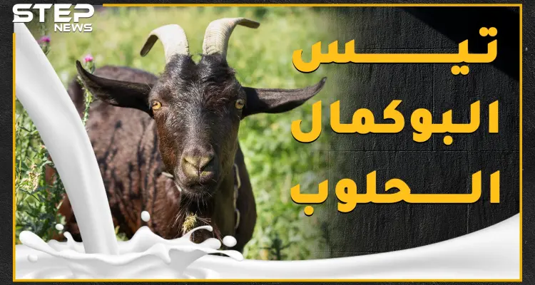 "تيس البوكمال الحلوب" سمعته عجزت عنها مشافي سوريا وامتلك هوية وبيان عائلي، ماذا تعرف عن حليب التيس المعجزة!؟: أخبار