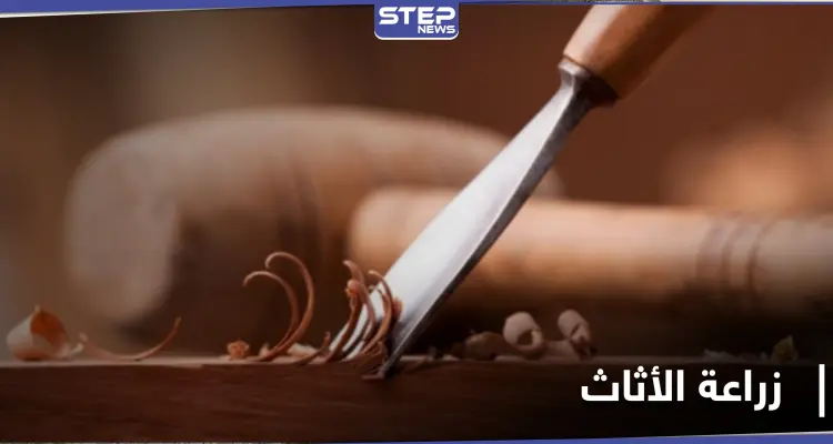 زراعة الأثاث بدل تصنيعه.. دراسة علمية تبدأ تجاربها في المختبرات: أخبار