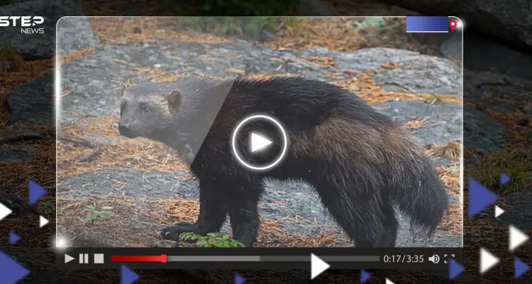 بالفيديو|| حيوان مفترس يظهر بعد 100 عام على "انقراضه": أخبار