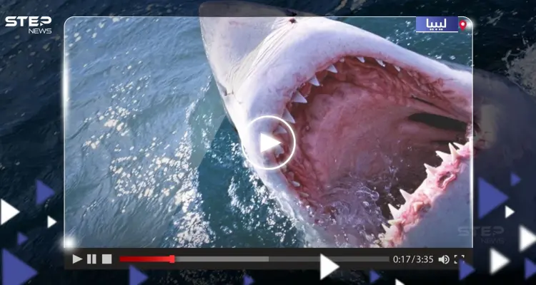 بعد حادثة القرش في مصر.. اصطياد سمكة قرش ضخمة على السواحل الليبية (فيديو): أخبار