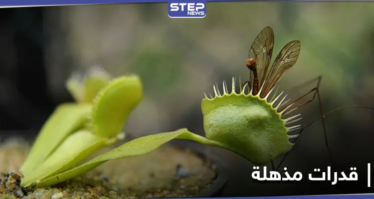 بقدرات يمتلكها البشر... نباتات المفترس "صائد الذباب" تدهش العلماء بقدراتها الفريدة: أخبار