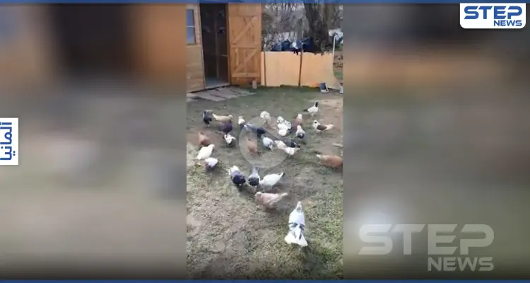 بالفيديو|| هواية "كش الحمام" ترافق اللاجئيين السوريين حجرهم الصحي في ألمانيا: أخبار