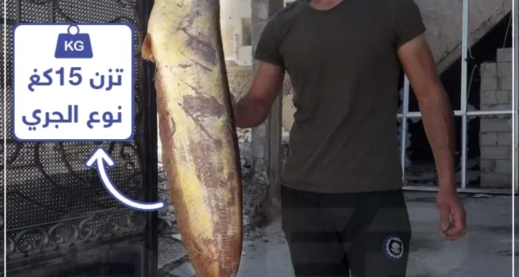اصطياد سمكة في بحيرة الفرات تزن 15 كغ !: أخبار