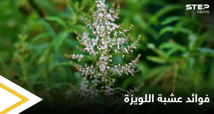 منها التنحيف وتقوية المناعة.. تعرف فوائد عشبة اللويزة الكثيرة للصحة والجمال: أخبار