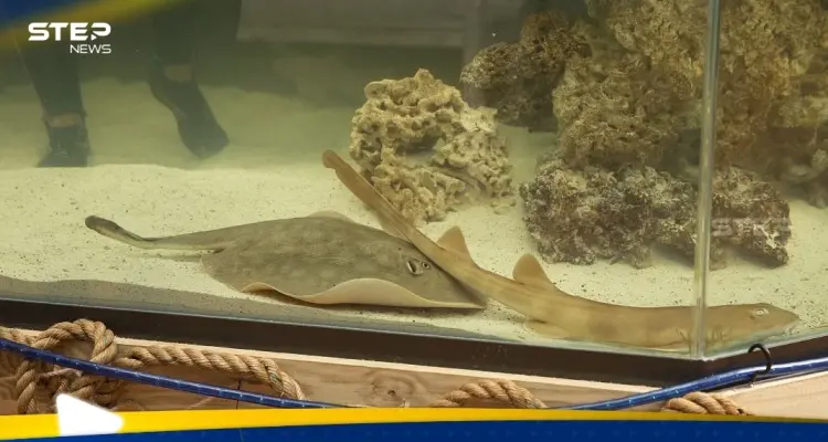 من دون تزاوج.. سمكة "حامل" تثير الفضول في الأوساط العلمية: أخبار