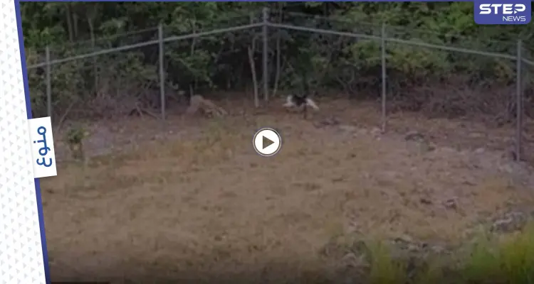 بالفيديو|| قط شجاع يلاحق ذئباً كبيراً ويتمكن من طرده بعيداً بعد مواجهة متوترة: أخبار