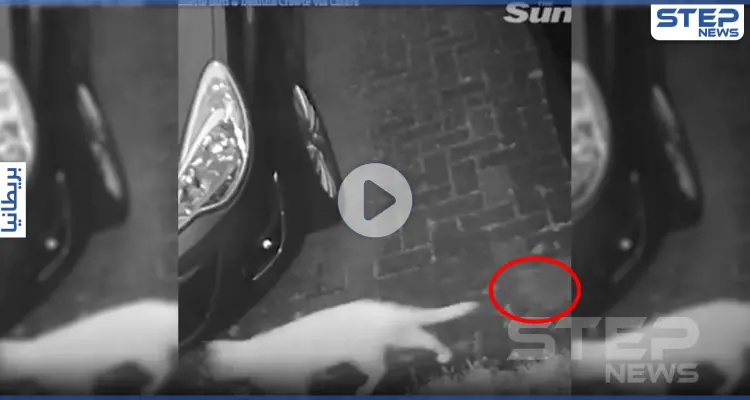 بالفيديو|| كاميرات المراقبة ترصد شبح قطة ماتت قبل أسابيع خلف شقيقتها: أخبار