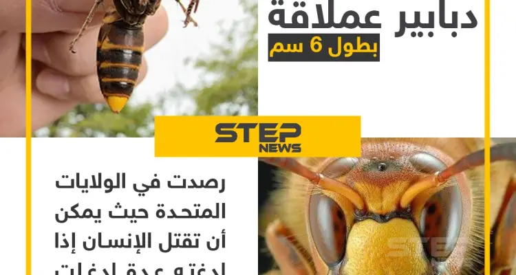 انتشار "الدبابير القاتلة" في الولايات المتحدة الأمريكية: أخبار