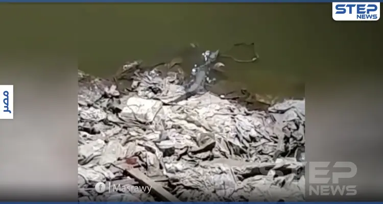 بالفيديو|| تماسيح على ضفاف النيل تثير ذعر الأهالي.. والسلطات تتحرك: أخبار