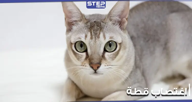 باسل واحمد المتحرشين بالقطة يتصدر قائمة الترند في "تويتر".. واستنكار واسع من المشهد: أخبار