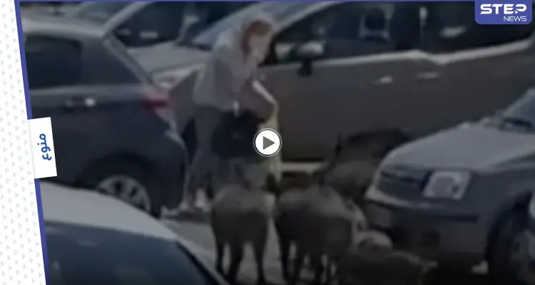 بالفيديو|| الخنازير البرية تخطط لسرقة امرأة وتحاصرها.. شاهد ردة فعلها: أخبار