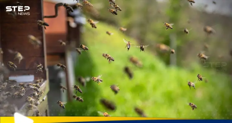 كارثة النحل.. أمريكا تحذر بعد هروب 250 مليون حشرة (فيديو): أخبار