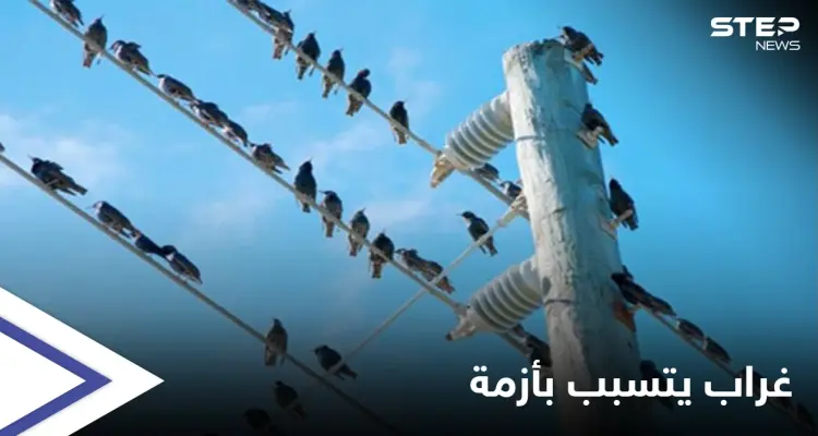 غراب يتسبب بإغراق عاصمة عربية في الظلام الدّامس وإحالة مسؤولين للتحقيق: أخبار