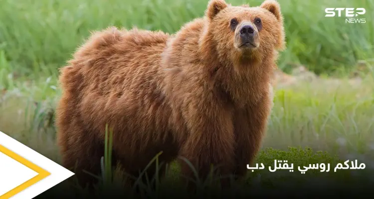 ملاكم روسي شهير يطعن دب ضخم حتى الموت انتقاماً لموت صديقه: أخبار