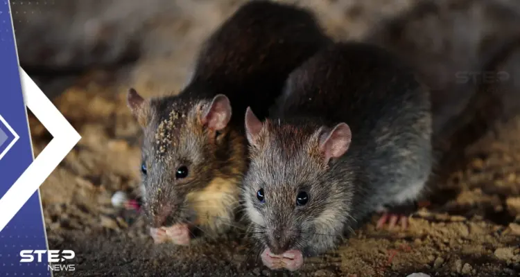 علماء يابانيون يكشفون عن ابتكار فئران من "أبوين بيولوجيين" وإمكانية تطبيقه على البشر: أخبار