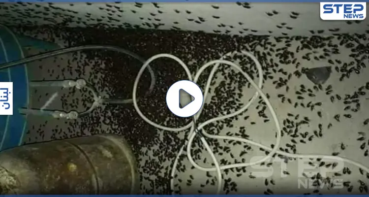 بالفيديو|| بعد اجتياح الملايين منها لمناطق لبنانية.. تعرف على فوائد الخنفساء السوداء: أخبار