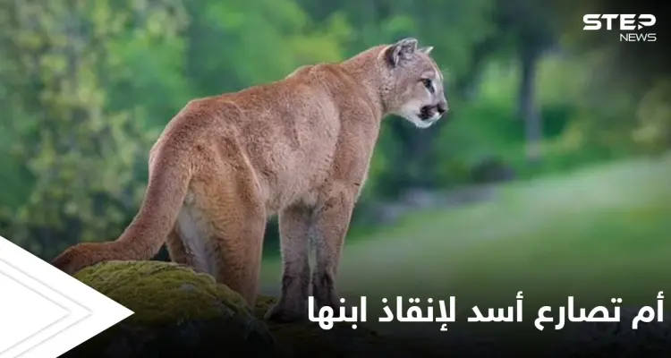 أم أمريكية شجاعة تقاتل أسداً جبلياً بيديها العاريتين بعد مشاهدته يجر ولدها الصغير: أخبار