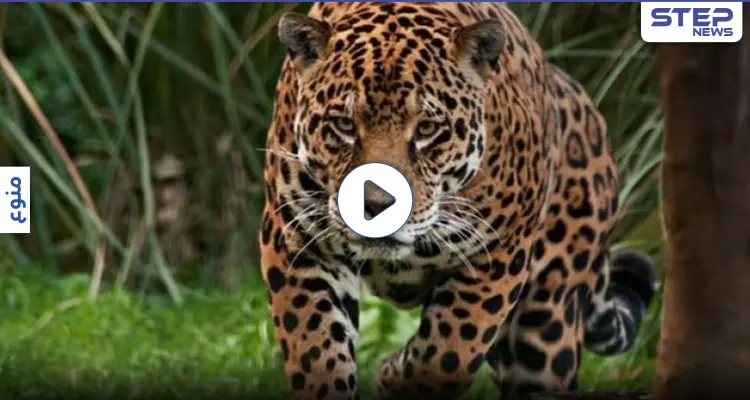 بالفيديو|| في نتيجة غير متوقعة... دجاجة تهزم نمر وتسقطه أرضاً على ظهره!!: أخبار