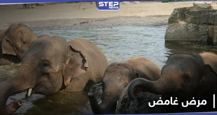 "بانتظار الفحوص المختبرية" مرض غامض يضرب في زيمبابوي.. إليك تفاصيله: أخبار