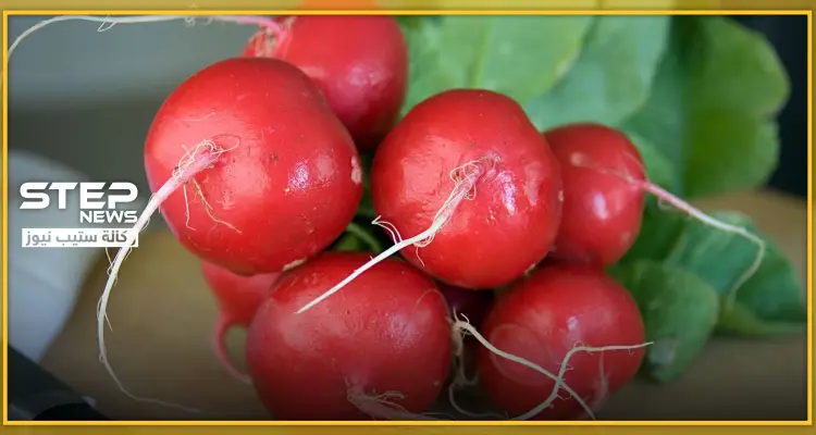 فوائد الفجل.. 8 علاجات هامّة بتناول الفجل أبرزها مكافحة الخلايا السرطانية: أخبار