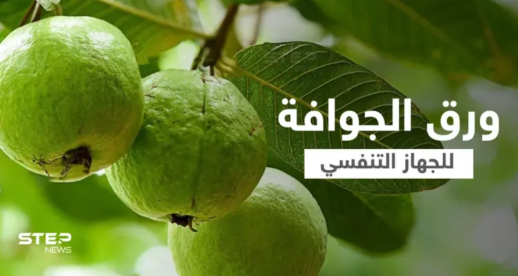 فوائد ورق الجوافة للجهاز التنفسي وعلاج أعراض الإنفلونزا إليك أهم المعلومات: أخبار