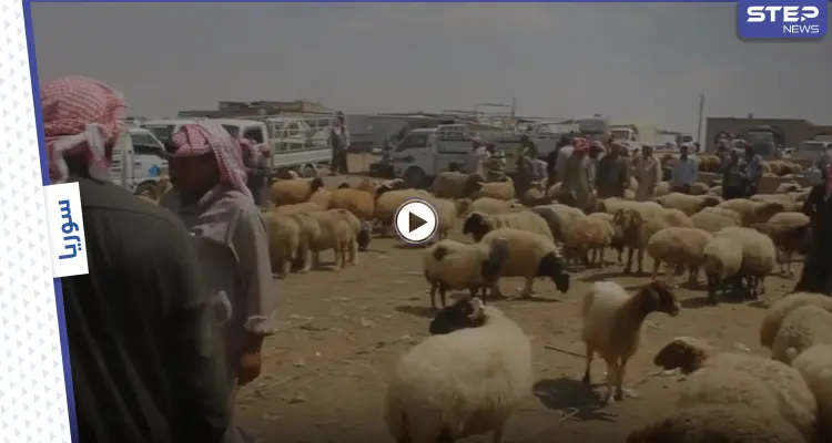 بالفيديو | انخفاض أسعار المواشي في البادية السورية مع انتعاش الأسواق قبل عيد الأضحى: أخبار