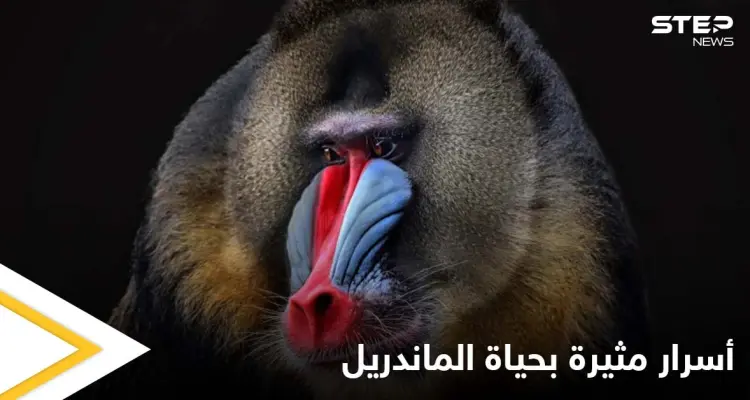 أسنانه تشير إلى جنسه وتحدد قدرته على الإنجاب.. حقائق غريبة في حياة "الماندريل" أكبر قرود العالم القديم الملونة: أخبار