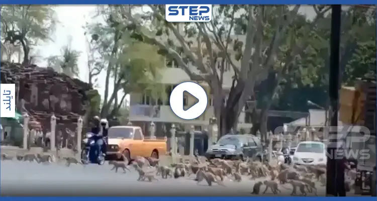 بالفيديو|| مشهد لا يصدق.. كورونا يدفع بمئات القرود الجائعة للصراع على حبة موز واحدة: أخبار