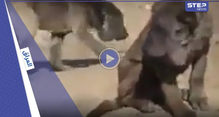 بالفيديو|| العثور على حيوان غريب مثير للدهشة في العراق يجمع بين الأسد والكلب: أخبار